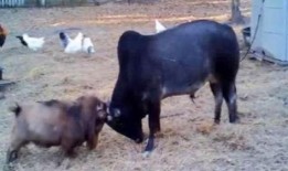 意大利公牛在线观看