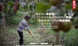 猕猴桃最新爆料文案怎么写,最新爆料带你领略果界新宠风采